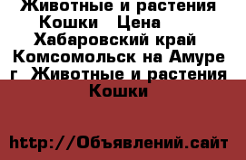 Животные и растения Кошки › Цена ­ 1 - Хабаровский край, Комсомольск-на-Амуре г. Животные и растения » Кошки   